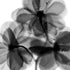 Black Blooms Floral Art Print